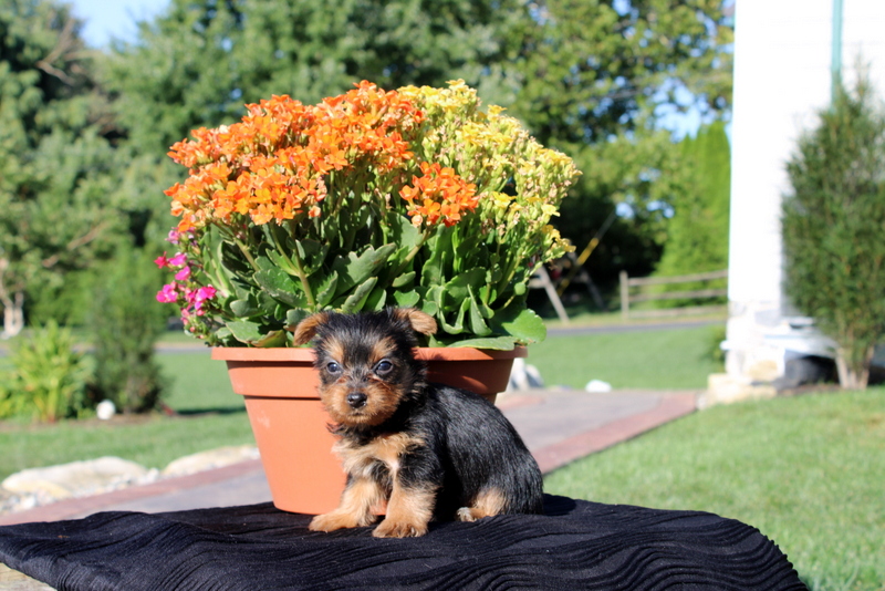 puppy, for, sale, Yorkshire Terrier, Matthew B. Stoltzfus, dog, breeder, Gap, PA, dog-breeder, puppy-for-sale, forsale, nearby, find, puppyfind, locator, puppylocator, aca